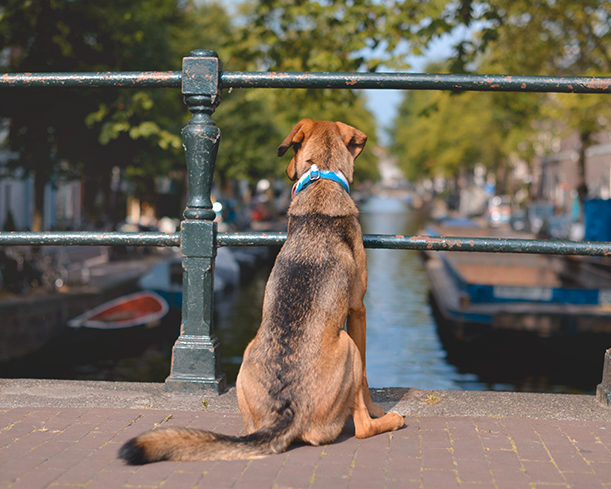 Dog Friendly Hotel Amsterdam