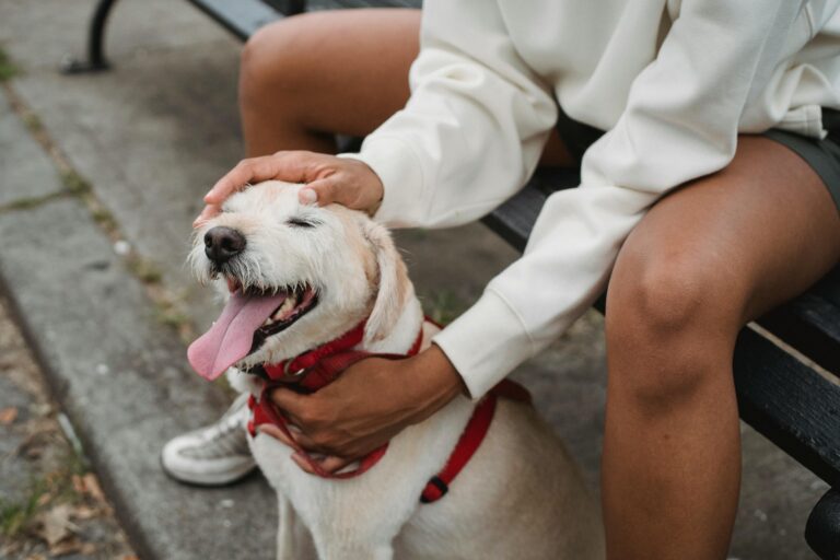 Paris with your Dog, find a Hotel