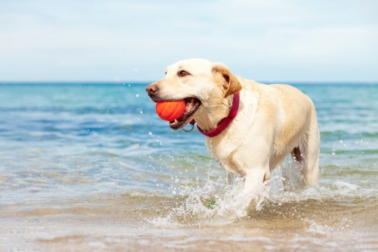 Barcelona dog and pet friendlyhotels